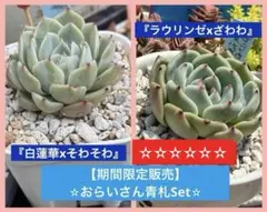 2026年最新】ラウリンゼ ざわわの人気アイテム - メルカリ