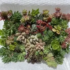 B 多肉植物とセダムのカット苗　詰め合わせ