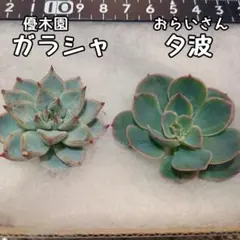 2026年最新】優木園の人気アイテム - メルカリ