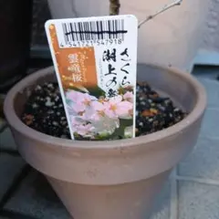 2026年最新】桜苗木の人気アイテム - メルカリ