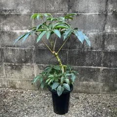 かおり様 ツピタンサス 斑入り - メルカリ