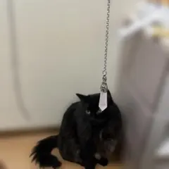 シルバー925 ペンダントネックレス