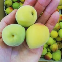7.山形県産 梅 農薬不使用 訳あり サイズ混合 2kg - メルカリ