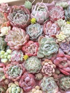 多肉植物寄せ植えセット 50苗以上 ゆうパケットプラス 箱いっぱい ラウイ