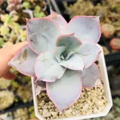 多肉植物 抜き苗 カンテ⑥ - メルカリ