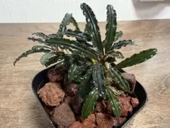 Passat358様 リクエスト 2点 まとめ商品