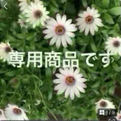 otowa様　ご専用商品