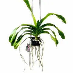 ウッティファナラ・マヌーニャ・ピンク 希少洋ラン 観葉植物 吊り下げ