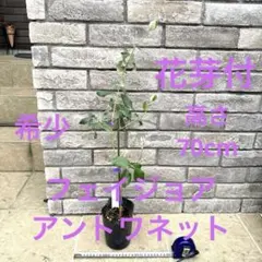 19 希少 フェイジョア アントワネット 挿し木苗 高さ65㌢程 証票付