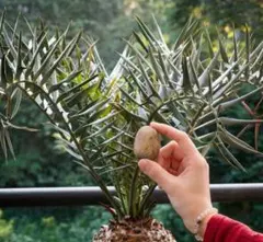 Z403多肉植物 エンセファラルトス ホリダス 種子1つ 新鮮な種 - メルカリ