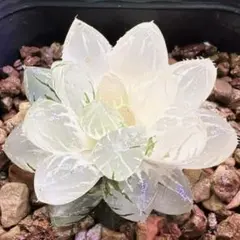 じぇむ様 リクエスト 2点 まとめ商品