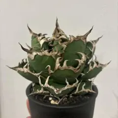 アガベ　シーザー　ダブルヘッド【lize】B2 fit=scale-down,w=1200