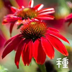 エキナセア レッド 種