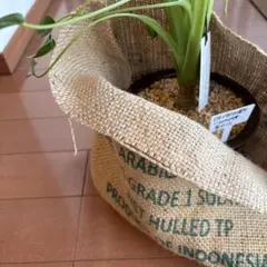 【コーヒー麻袋】