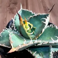 2025年最新】オテロイ実生 セットの人気アイテム - メルカリ