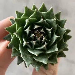 2026年最新】レアサボテンの人気アイテム - メルカリ