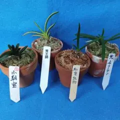 富貴蘭 瀬戸の剣、 黄花 ②、鯱甲竜 3品 セット - メルカリ