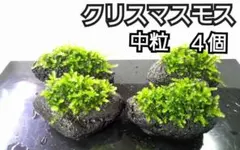 【訳あり】【希少】クリスマスモス　黒溶岩石(中粒)　アクアリウム　レイアウト　苔のサムネイル