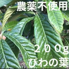 極上天然 ウドブキ 300g ボンナ 信州北アルプス産 くわだい ボウナ