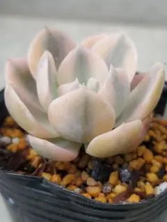 多肉植物 カット苗 エケベリア セダム 七福神 - メルカリ