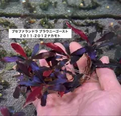 ブセファランドラ ブラウニーゴースト2011-2012ナカモト1株
