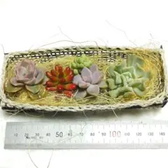 A.多肉植物 5苗アソートセット カット苗 寄せ植え