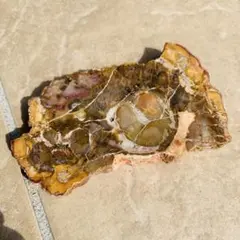 2025年最新】珪化木 化石の人気アイテム - メルカリ