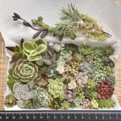 寄せ植え♡ 韓国苗♡たっぷり詰め合わせ