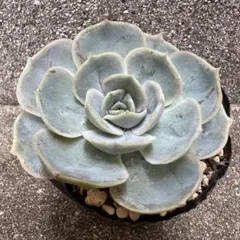 多肉植物 ♥︎︎∗︎*゜七福神 ♥︎︎∗︎*゜ 多肉 ぬき苗 - メルカリ
