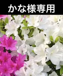 かな様専用ページ　　【リサージヴォーニュ３点セット】のサムネイル