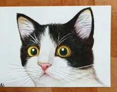 ☆ハチワレ猫色鉛筆画
