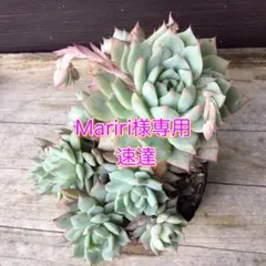 【Mariri様専用】【速達】多肉植物　抜き苗　エケベリア　ティッピー