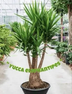 2025年最新】観葉植物 ユッカ エレファンティペスの人気アイテム