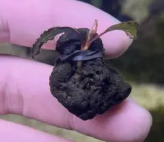 2026年最新】ブセファランドラspクダガンの人気アイテム - メルカリ