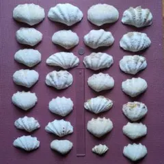 シャコガイ 貝殻 3個