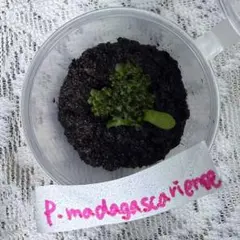 ビカクシダ マダガスカリエンセ 前葉体のサムネイル
