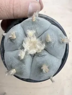 2026年最新】銀冠玉の人気アイテム - メルカリ