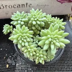 花団錦【抜き苗】多肉植物 - メルカリ