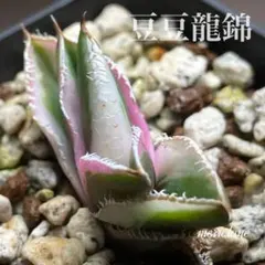 2025年最新】豆豆龍 アガベの人気アイテム - メルカリ