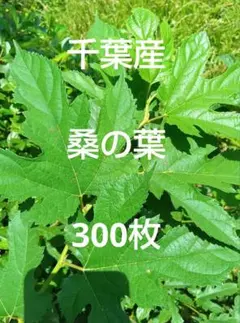 山菜 アマニュウ 種子 100粒 - メルカリ 山菜 アマニュウ 種子 予約