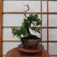 【中品　真柏盆栽】　　　　　 ⭕山木風に仕上げた一品❗ Yahoo!オークション - 盆栽 貴風・中品 山木・山採り 希少サイズ