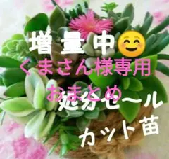 くまさん様 リクエスト 4点 まとめ商品