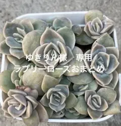 ゆきりん様 リクエスト 2点 まとめ商品