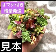 ガジュマルの木様専用　2セット