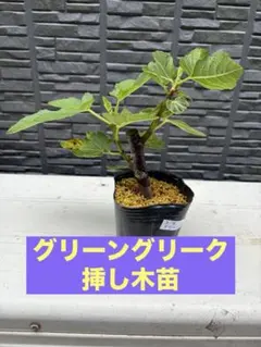 グルミチャマ 実生苗 - メルカリ