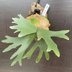 ビカクシダ4種セット OMG、ウィリンキーナノ4株、デラロッチャ、ホワイトギズモ 楽天市場】(現品) ビカクシダ ウィリンキー 'ナノ' (spore) (No