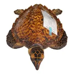 ウミガメ 剥製 甲羅 標本 インテリア - メルカリ