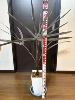 【現品】ビスマルキア・ノビリス　シルバー　椰子　ヤシ　10号　２B番 観葉植物 ヤシ ビスマルキア ノビリス 8号鉢 高さ78cm 管理説明書 肥料