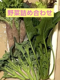 新鮮野菜セット　野菜詰め合わせ コンパクト