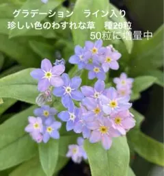 グラデーション　ライン入り　珍しい色のわすれな草　種50粒のサムネイル